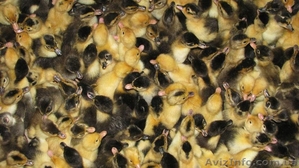 Инкубация яиц, продажа цыплят, утят,  - <ro>Изображение</ro><ru>Изображение</ru> #2, <ru>Объявление</ru> #549498
