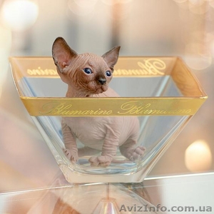 Счастье и радость в вашем доме с Канадским Сфинксом  