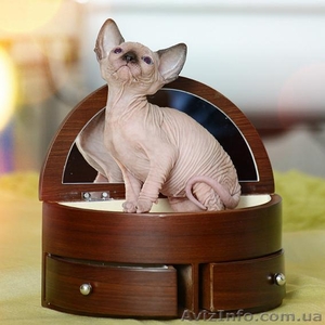 Магия древности в вашем доме с Канадским Сфинксом  