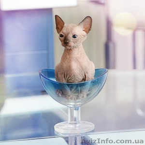 Кто сказал,  что счастье нельзя протрогать? Можно! С Канадским Сфинксом  