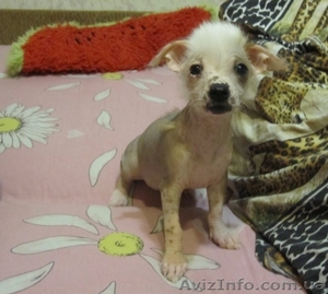 Китайская голая хохлатая собака! Красивые, здоровые щенки! - <ro>Изображение</ro><ru>Изображение</ru> #1, <ru>Объявление</ru> #837915