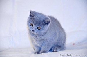 Классная британочка,  супер плюшка