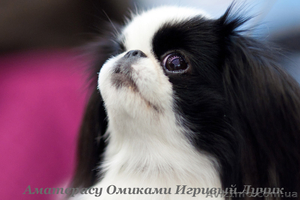  Щенки японского хина.Доставка по Украине…