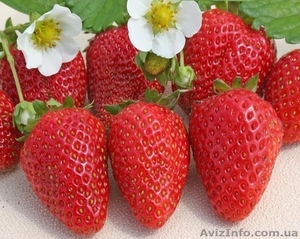 Купить рассаду клубники Сан Андреас (San Andreas)