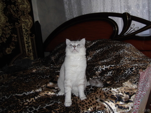 Котенок британской шиншиллы - <ro>Изображение</ro><ru>Изображение</ru> #3, <ru>Объявление</ru> #891592