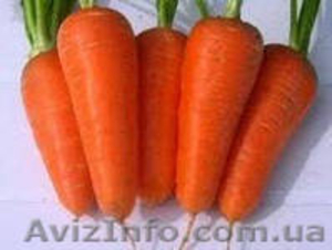 Морковка шантане (семена) - <ro>Изображение</ro><ru>Изображение</ru> #1, <ru>Объявление</ru> #873496