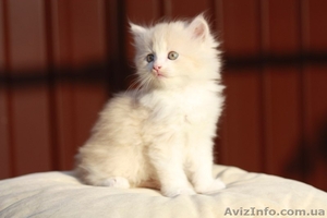 Продам недорого котят персидской кошки! - <ro>Изображение</ro><ru>Изображение</ru> #2, <ru>Объявление</ru> #893000