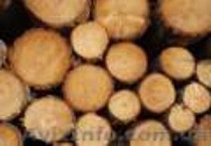 Продам дрова кругляк - <ro>Изображение</ro><ru>Изображение</ru> #1, <ru>Объявление</ru> #899560