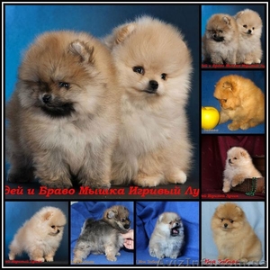 Померанское счастье!