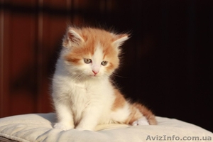 Продам недорого котят персидской кошки! - <ro>Изображение</ro><ru>Изображение</ru> #3, <ru>Объявление</ru> #893000