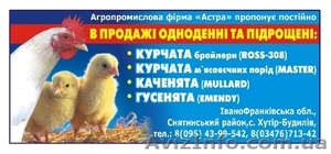 Пропонуєм курчата бройлера, каченята, гусенята Украина - <ro>Изображение</ro><ru>Изображение</ru> #1, <ru>Объявление</ru> #906060