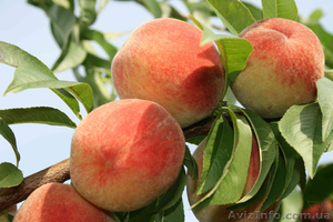 Продам оптом персики нового урожая 2013 года - <ro>Изображение</ro><ru>Изображение</ru> #1, <ru>Объявление</ru> #907186