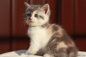 Продам недорого котят персидской кошки! - <ro>Изображение</ro><ru>Изображение</ru> #4, <ru>Объявление</ru> #893000