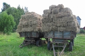Продам сено в тюках 2013 г. в Одесской области - <ro>Изображение</ro><ru>Изображение</ru> #1, <ru>Объявление</ru> #912516