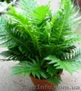Зелёные растения по самым низким ценам - <ro>Изображение</ro><ru>Изображение</ru> #3, <ru>Объявление</ru> #939063