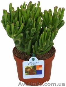 Зелёные растения по самым низким ценам - <ro>Изображение</ro><ru>Изображение</ru> #2, <ru>Объявление</ru> #939063