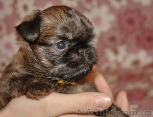 Щенки грифона – лучшие компаньоны