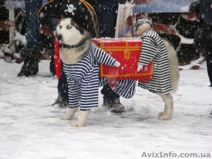 Продам шикарных щенков Сибирской Хаски - <ro>Изображение</ro><ru>Изображение</ru> #5, <ru>Объявление</ru> #999299