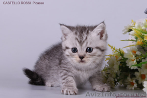 Котята британские шиншиллы и шотландские прямоухие