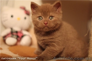 Британский котенок, редкого окраса циннамон! - <ro>Изображение</ro><ru>Изображение</ru> #1, <ru>Объявление</ru> #1029729