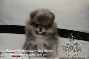 Эксклюзивные мини щеночки карликового померанского шпица VIP-SHOW-classa!