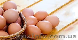 Куриное яйцо С-1, цена от производителя. - <ro>Изображение</ro><ru>Изображение</ru> #1, <ru>Объявление</ru> #1085891
