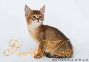 Продаются котята породы Чаузи - <ro>Изображение</ro><ru>Изображение</ru> #2, <ru>Объявление</ru> #1088084
