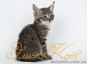 Котята породы Чаузи - <ro>Изображение</ro><ru>Изображение</ru> #2, <ru>Объявление</ru> #1088090