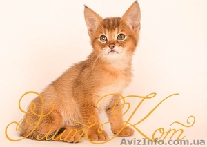 Продаются котята Чаузи ф1  - <ro>Изображение</ro><ru>Изображение</ru> #1, <ru>Объявление</ru> #1093903