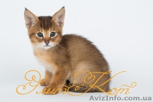 Продаются котята породы Чаузи - <ro>Изображение</ro><ru>Изображение</ru> #3, <ru>Объявление</ru> #1088084