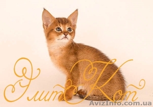 Продаются котята Чаузи ф1  - <ro>Изображение</ro><ru>Изображение</ru> #2, <ru>Объявление</ru> #1093903