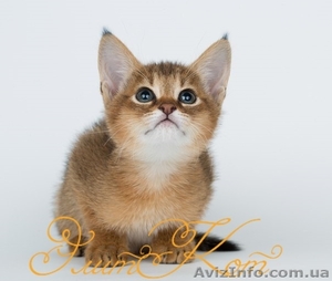 Продаются котята породы Чаузи - <ro>Изображение</ro><ru>Изображение</ru> #1, <ru>Объявление</ru> #1088084