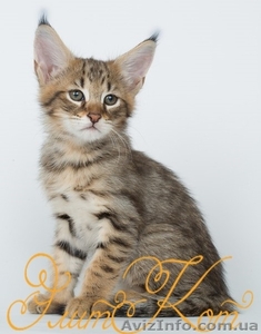 Продаются котята Чаузи - <ro>Изображение</ro><ru>Изображение</ru> #1, <ru>Объявление</ru> #1088088