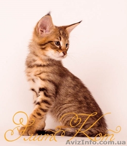 Продаются котята от Саванны и Камышового кота - <ro>Изображение</ro><ru>Изображение</ru> #2, <ru>Объявление</ru> #1093905
