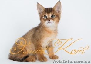 Продаются котята породы Чаузи - <ro>Изображение</ro><ru>Изображение</ru> #4, <ru>Объявление</ru> #1088084