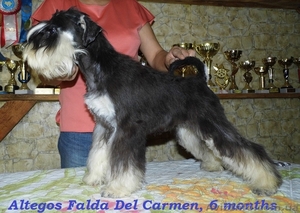 Цвергшнауцер,  подрощенная девочка