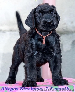 Щенки ризеншнауцера от титулованных родителей