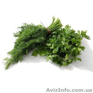 Укроп ,  Петрушка ,  Крупным оптом ( в наличии 15 тон)