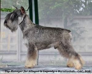 Цвергшнауцер,  щенки из профессионального питомника