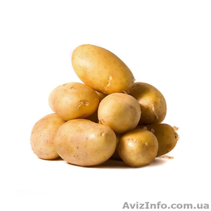 Продам картошку оптом с поля - <ro>Изображение</ro><ru>Изображение</ru> #1, <ru>Объявление</ru> #1117754