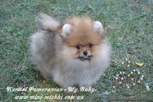 Элитные щенки карликового померанского шпица SHOW-Classa! мишки BOO!!!