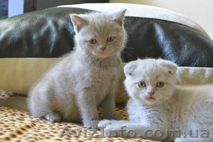 Продам чистокровных шотландских котят - <ro>Изображение</ro><ru>Изображение</ru> #1, <ru>Объявление</ru> #1153019