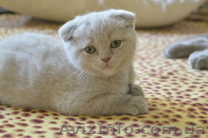 Продам чистокровных шотландских котят - <ro>Изображение</ro><ru>Изображение</ru> #2, <ru>Объявление</ru> #1153019