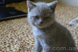 Продам чистокровных шотландских котят - <ro>Изображение</ro><ru>Изображение</ru> #3, <ru>Объявление</ru> #1153019