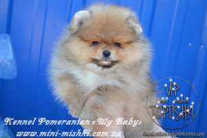 Элитные щенки карликового померанского шпица от питомника «My Baby»