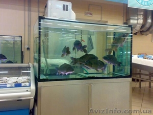 Обслуживание торговых аквариумов - <ro>Изображение</ro><ru>Изображение</ru> #3, <ru>Объявление</ru> #1269910
