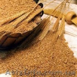 Купуємо пшеницю 2-го та 3-го класів - <ro>Изображение</ro><ru>Изображение</ru> #1, <ru>Объявление</ru> #1267629