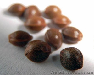 Продам селекционные семена от Milen - <ro>Изображение</ro><ru>Изображение</ru> #1, <ru>Объявление</ru> #1276777
