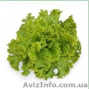 Семена салата KS 129 фирмы Китано