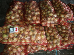 Продам свой лук, огурец урожая 2015 в Овидиополе - <ro>Изображение</ro><ru>Изображение</ru> #1, <ru>Объявление</ru> #1283830